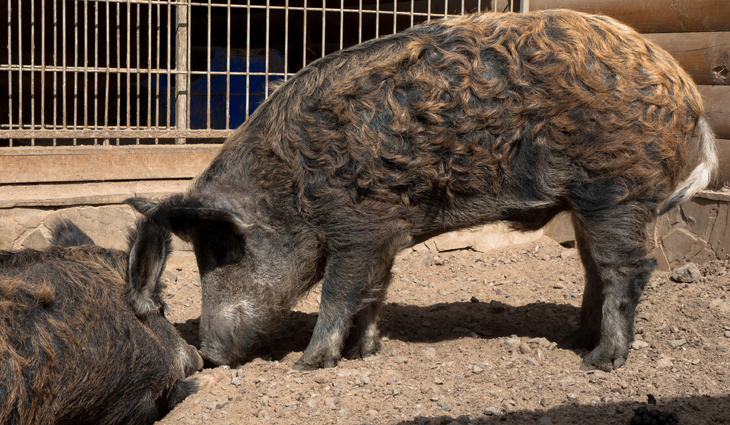 Татьяна НИКУЛЕНКО