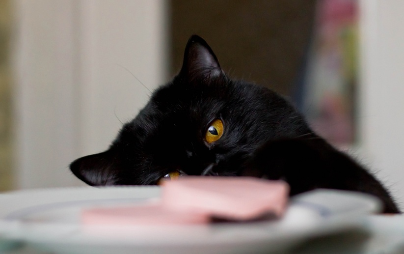 Кошку-воришку не арестовали