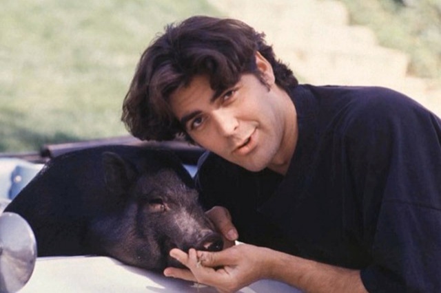 Поросенок спал с Клуни в одно постели и ездил с ним на вечеринки Фото: gq.ru