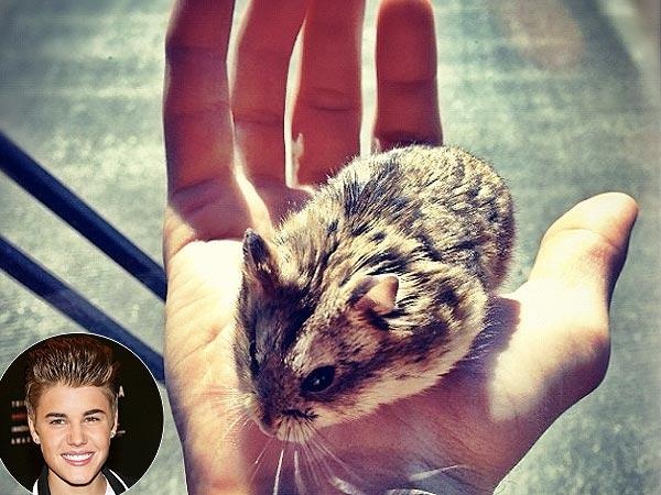 Хомяк Джастина Бибера скончался в 2013 году Фото: all4pet.ru