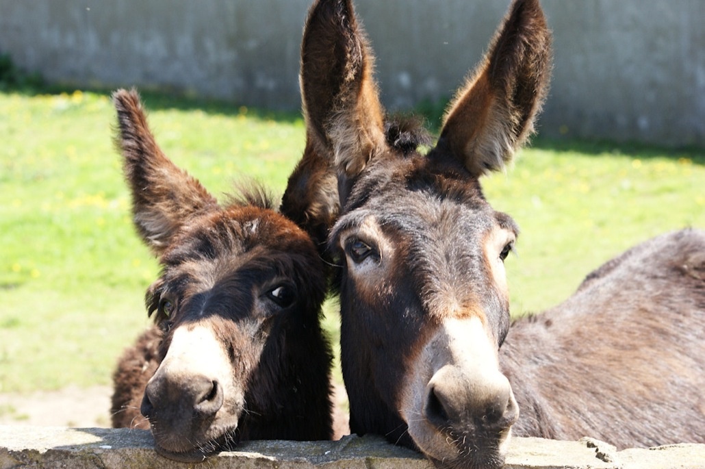 Ослики не дают покоя соседям Риз Уизерспун Фото: excursiopedia.com