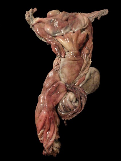 «Моя серия TORSO — переосмысление классических форм искусства в новой технике, или, если проще, натюрморты из осьминогов. Прототипом фигур служат классические торсы из известных музеев мира. Я беру картинку, достаю из холодильника осьминогов и создаю из них композицию»