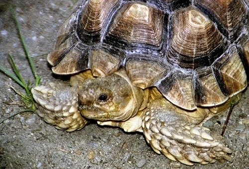 Шпороносная черепаха может достичь веса в центнер Фото: zoonovosib.ru